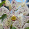Aranda Orchids