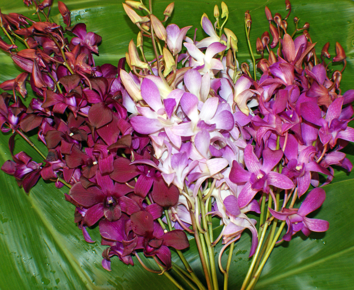 Цветы Dendrobium Purple