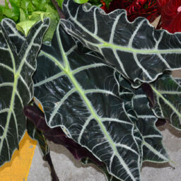 Alocasia