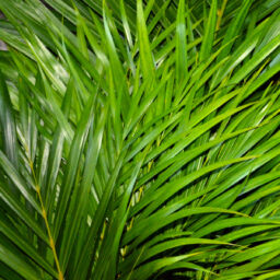 Areca Palm