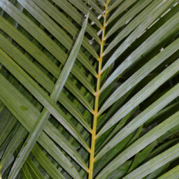 Areca Palm