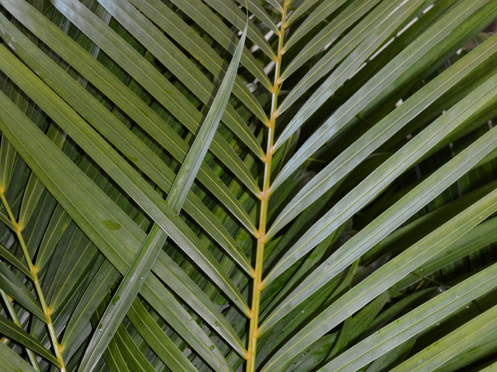 Areca Palm – Green Point Nurseries, Inc