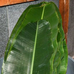 Banana Leaf