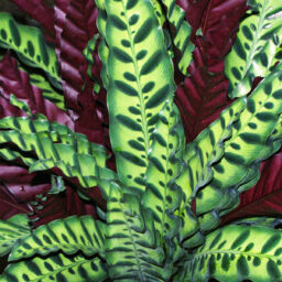 Calathea Leaves