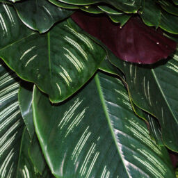 Calathea Leaves