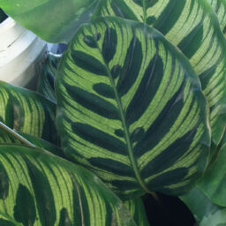 Calathea Leaves