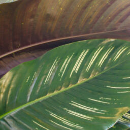 Calathea Leaves