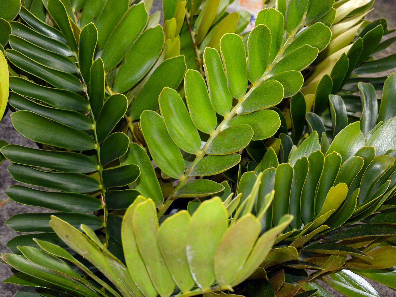 Cardboard Palm