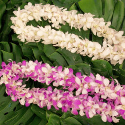 Dendrobium Leis