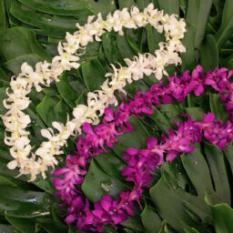 Dendrobium Leis