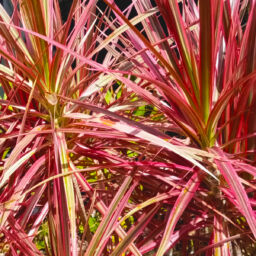 Dracaena Tips