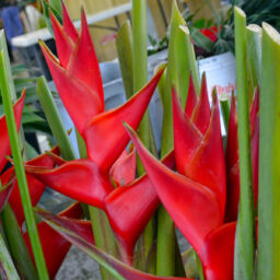 Heliconia Upright