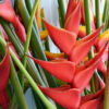 Heliconia Upright