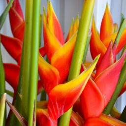 Heliconia Upright