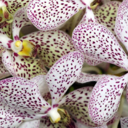 Mokara Orchids