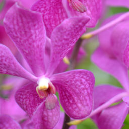 Mokara Orchids