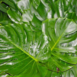 Monstera