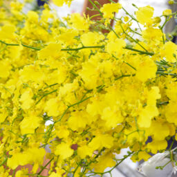 Yellow Oncidium Orchids