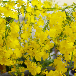 Yellow Oncidium Orchids