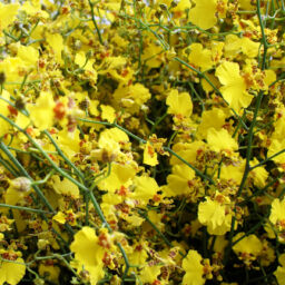 Yellow Oncidium Orchids