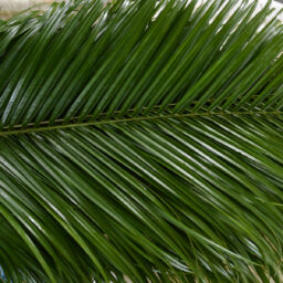 Phoenix Palm