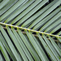 Phoenix Palm