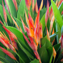 Heliconia Psittacorum