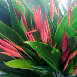 Heliconia Psittacorum