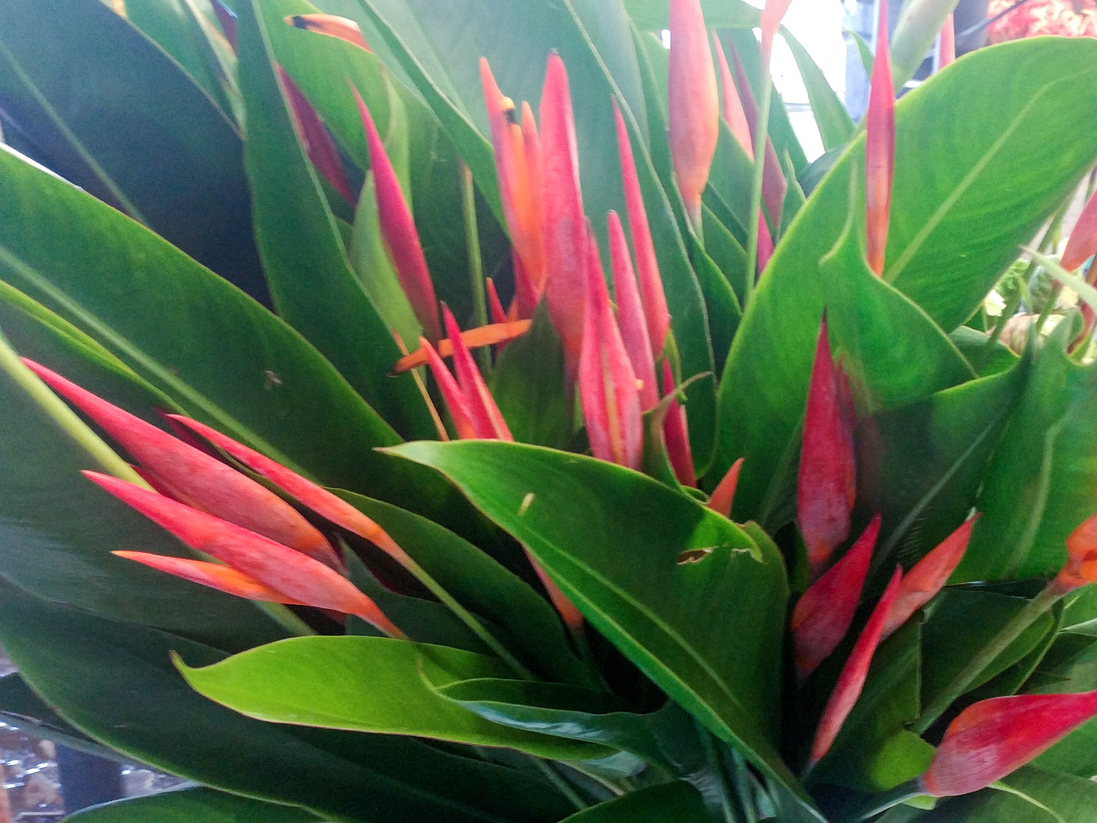 download heliconia psittacorum viridi