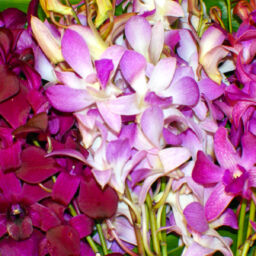 Purple Dendrobium Orchids