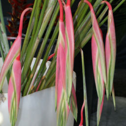 Heliconia Pendant