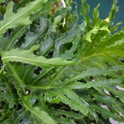 Split Leaf Philodendron