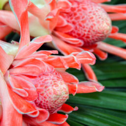 Torch Ginger