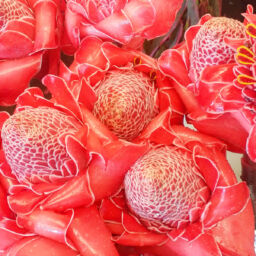 Torch Ginger