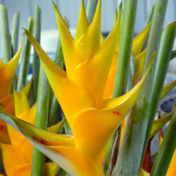 Heliconia Upright