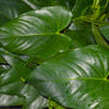 Anthurium Leaves