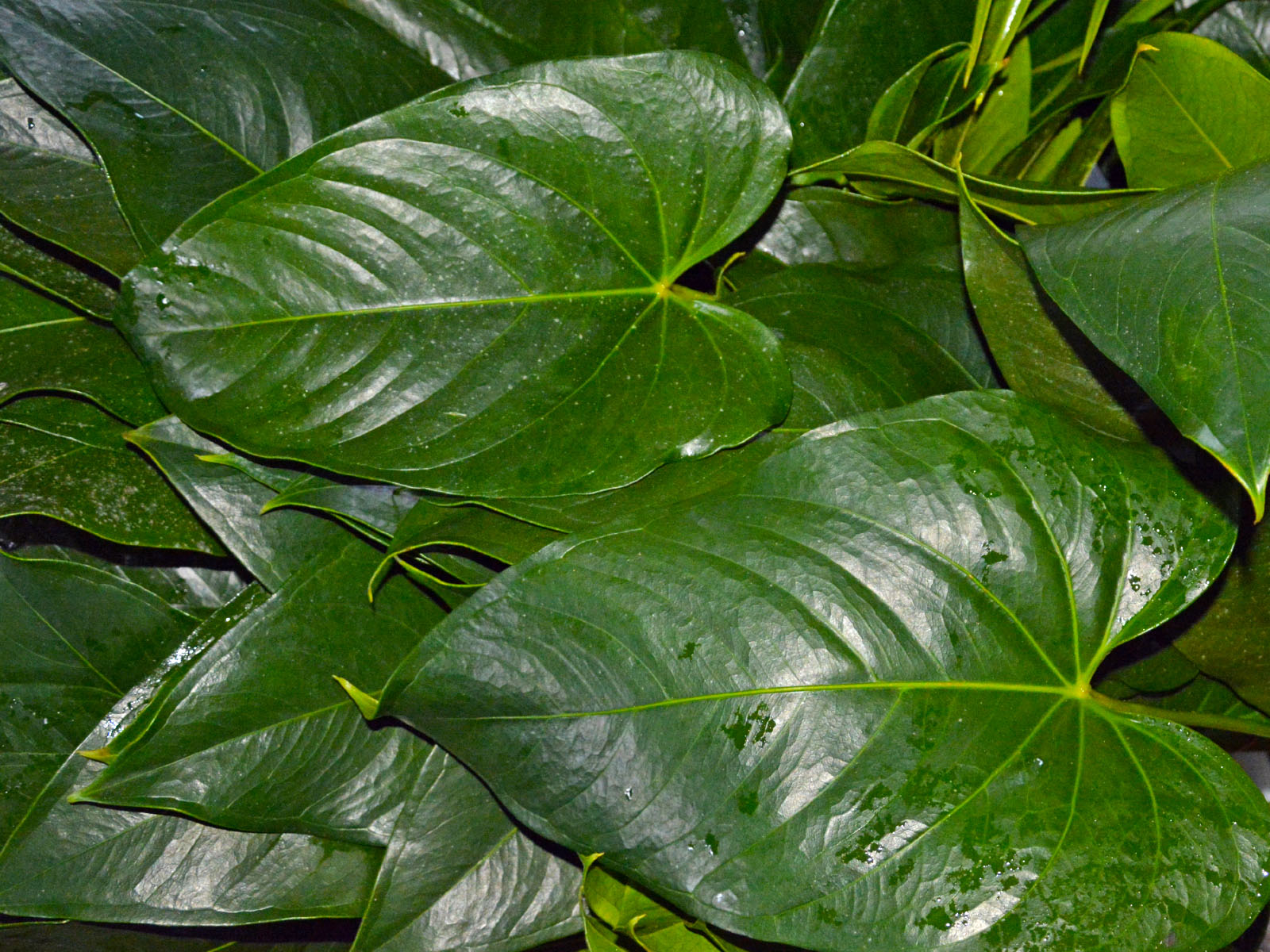 Anthurium Leaves Green Point Nurseries Inc