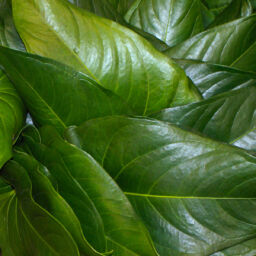 Anthurium Leaves