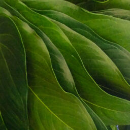 Anthurium Leaves