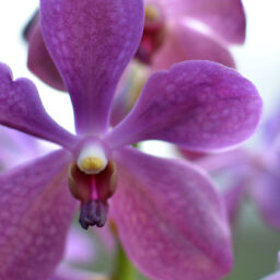 Aranda Orchids