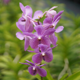 Aranda Orchids