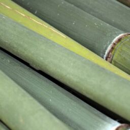 Bamboo Poles