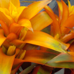 Bromeliad