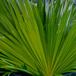 China Fan Palm