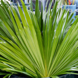 China Fan Palm