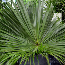 China Fan Palm