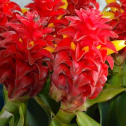 Costus Barbatus