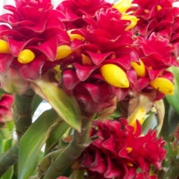 Costus Barbatus