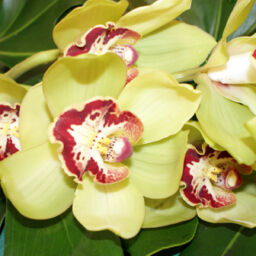 Cymbidium Orchids