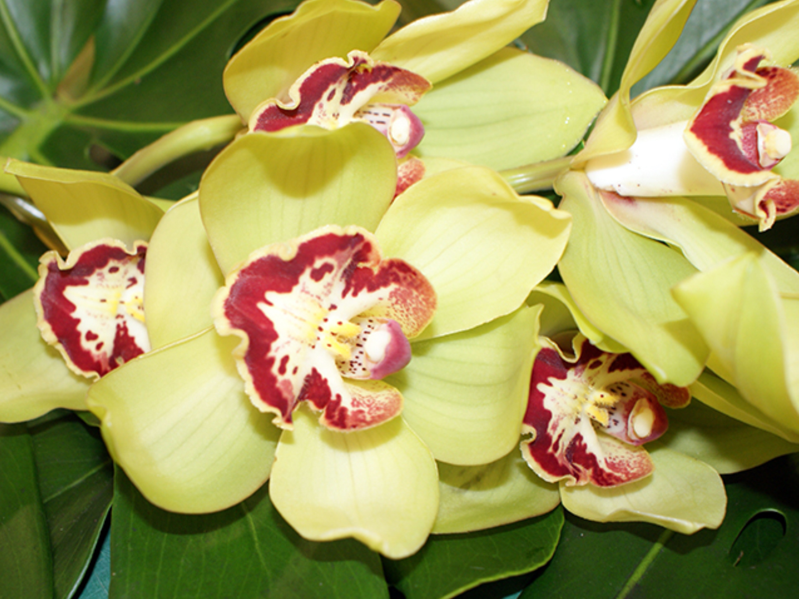 Cymbidium Orchids Green Point Nurseries Inc 